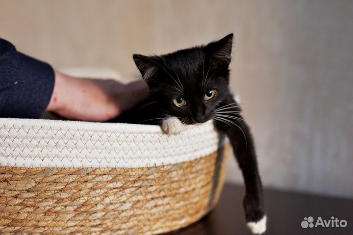 Бездомная малышка (3 месяца) ищет семью