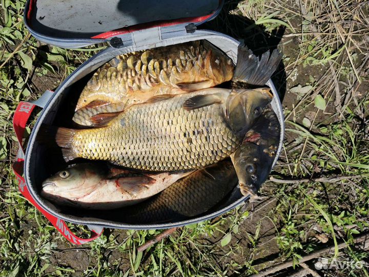 Свежая рыба #карп #продажа карпа #купить карпа