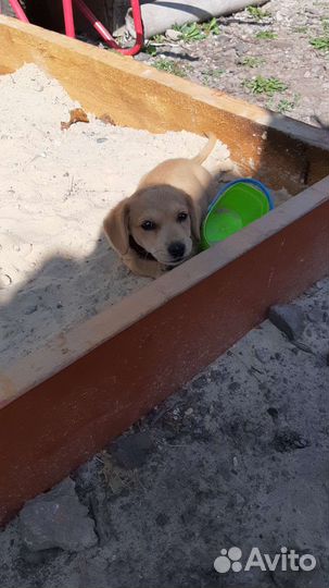 Щенок полупородистый бесплатно