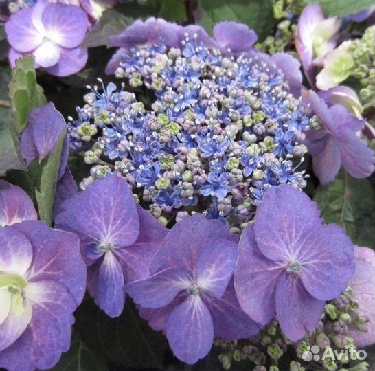 Гортензия крупнолистная Блуберри Чизкейк