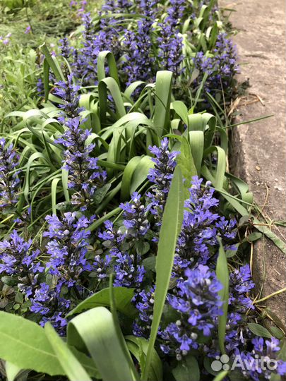Очиток голубой, живучка