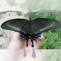 Живые тропические бабочки Papilio chikae