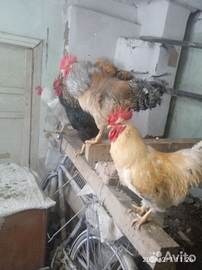 Продам Петушков