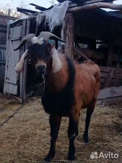 Нубийский козел