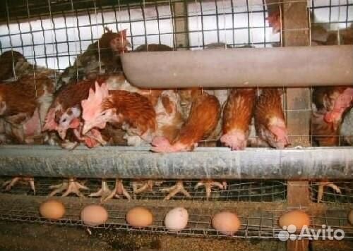 Куры несушки доминант