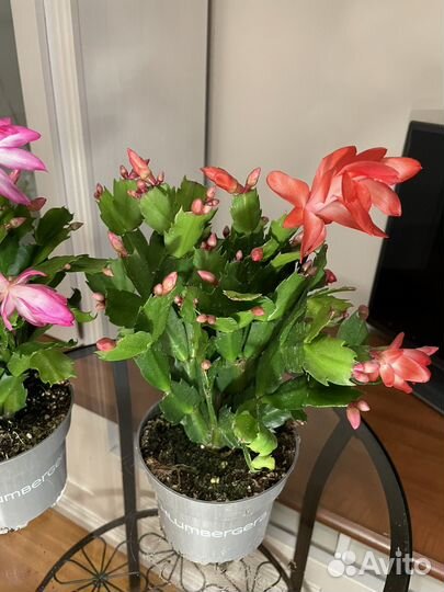 Декабрист шлюмбергера