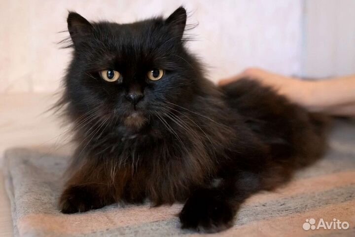 Персидская