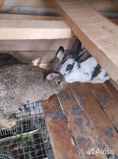 Кролики мясных пород