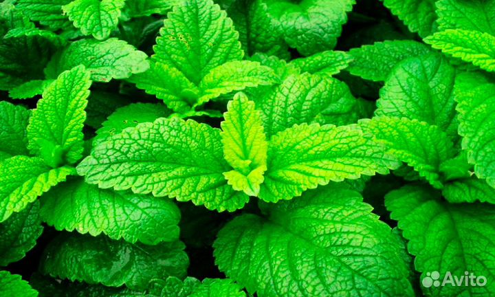 Мелиса трава