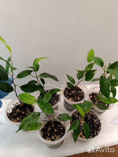 Фикус Бенжамина