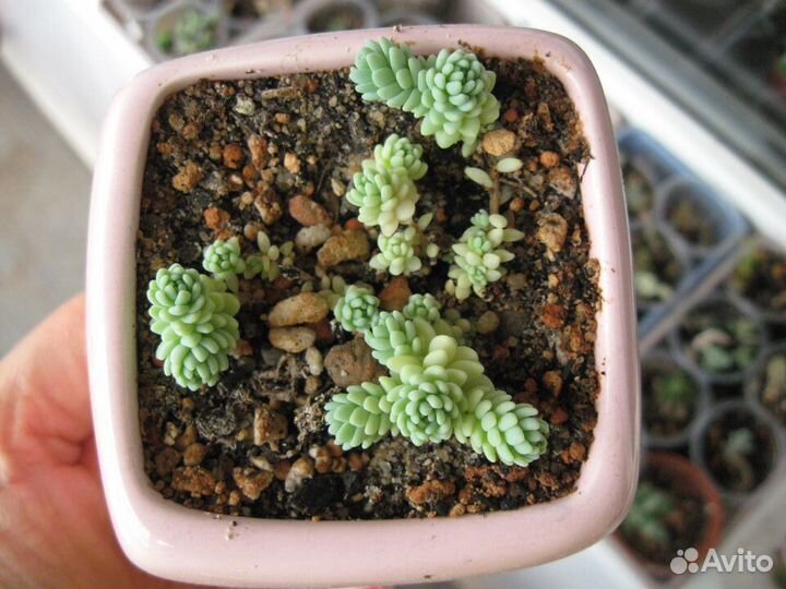Суккуленты в правильном рыхлом грунте
