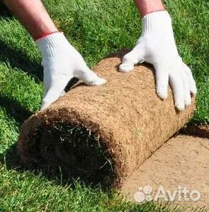Газон рулонный