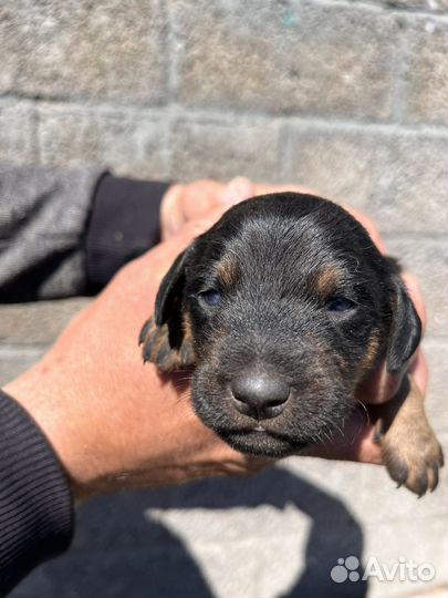 Щенки ягдтерьера