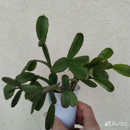 Декабрист рипсалидопсис пасхальник Торано розовый