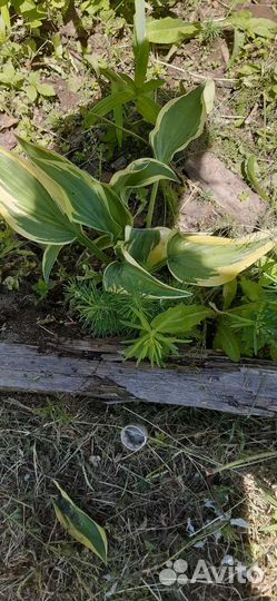 Многолетники