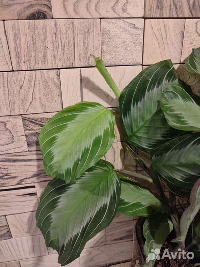 Маранта сильвер бэнд