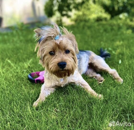 Йоркширский терьер вязка