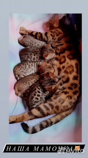 Бенгальские котята