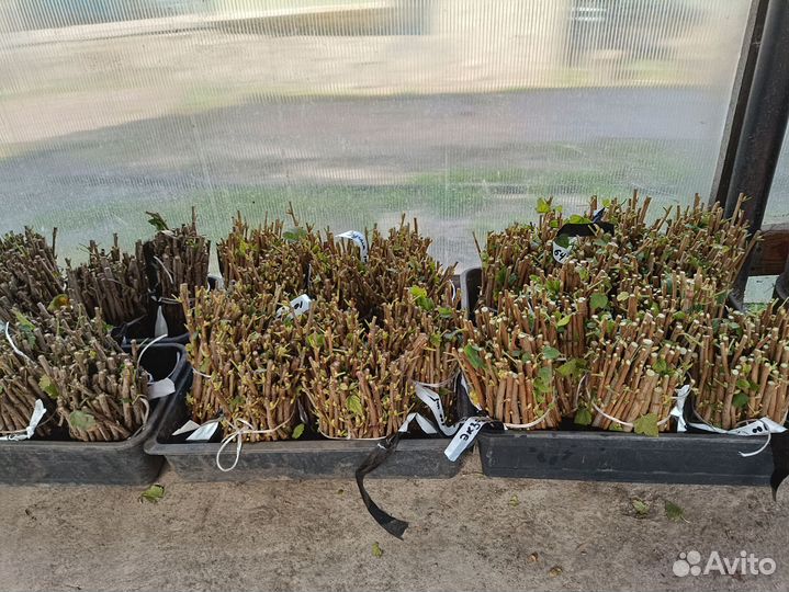 Черенки смородины