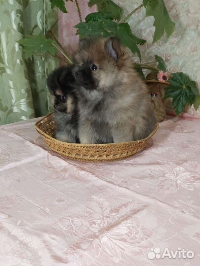 Шпиц Померанский