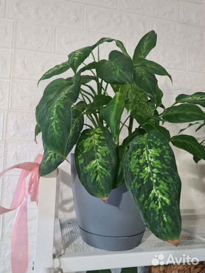 Диффенбахия