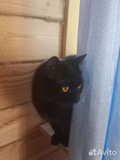 Кошка в дар бесплатно