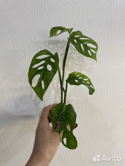 Монстера обликва