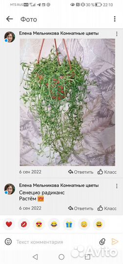 Сенецио радиканс