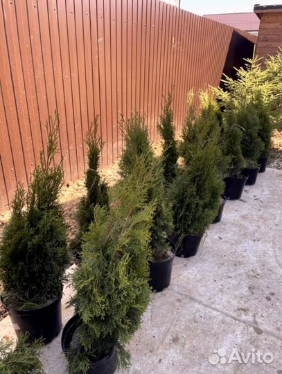 Туя брабант