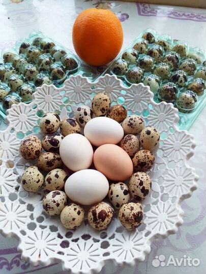 Домашние куриные и перепелиные яйца