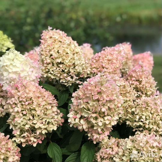 Гортензия метельчатая