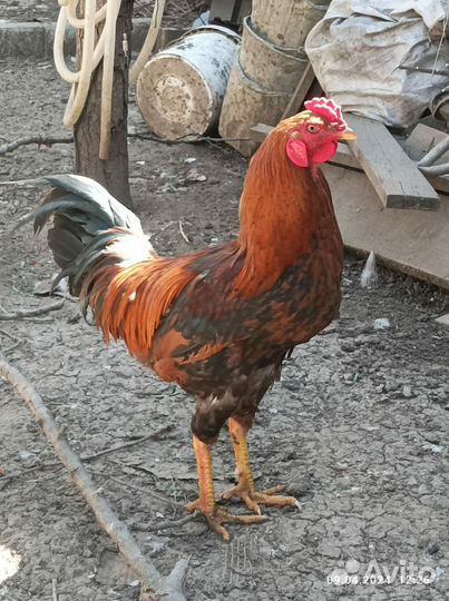Бойцовый петух