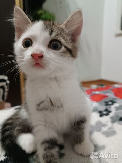 Котосчастье в добрые руки