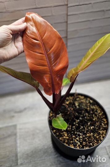 Филодендрон принц оранж