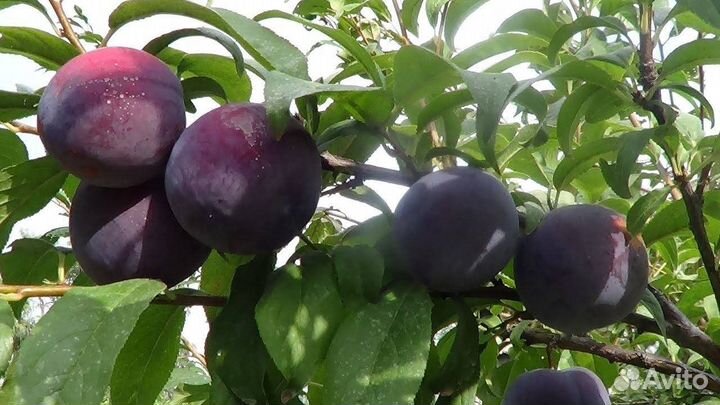 Саженцы сливы / алыча оптом Октобер Сан