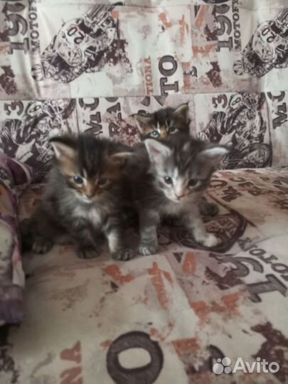 Продам Майн Кунята