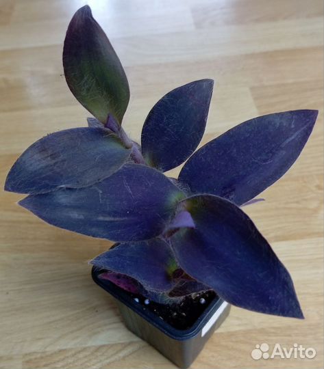 Традесканция