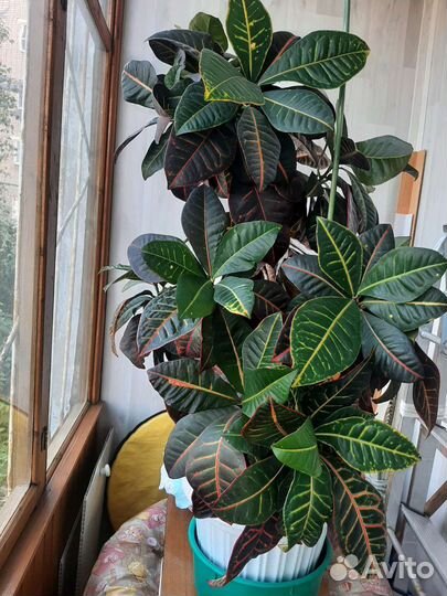 Кодиум, кротон