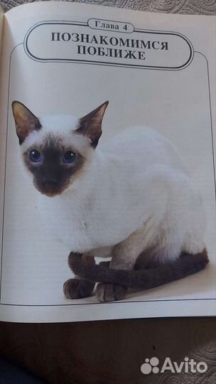 Книга о кошках
