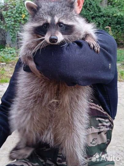 Ищем невесту