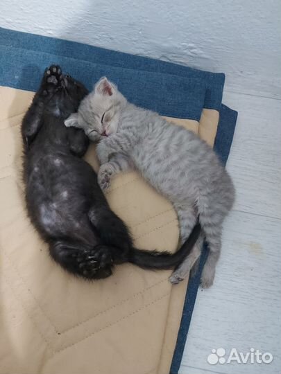 Отдам котят