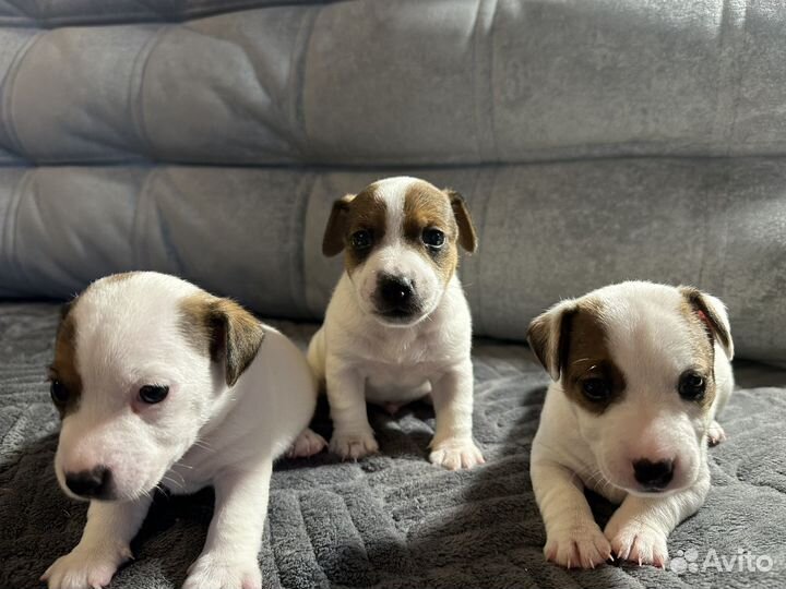 Джек рассел терьер