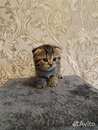 Британские котята