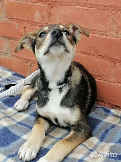 Щенок Ларида