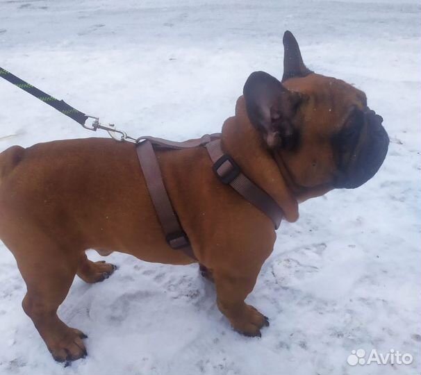 Французский бульдог щенки