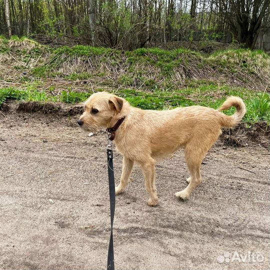 Девочка терьерчик небольшого роста
