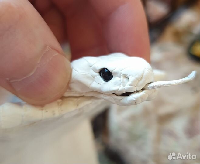 Кожа змеи кобра с головой