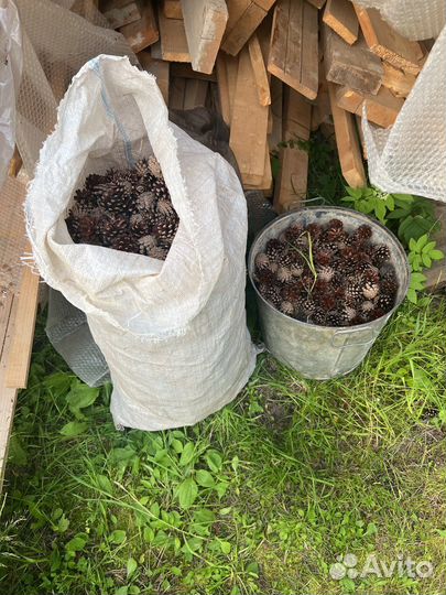 Шишки сосновые