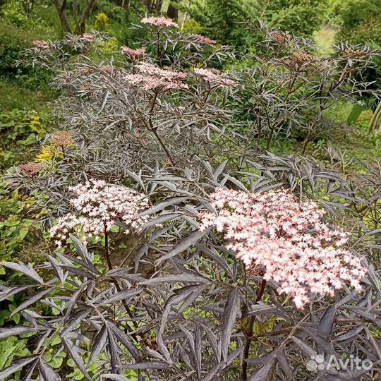 Бузина чёрная Блэк Лэйс