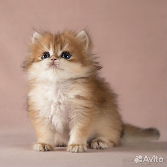 Золотые британские длинношёрстные шиншиллы